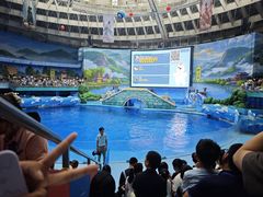 -海合安成都极地海洋公园