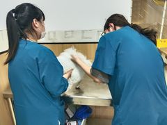 -米苏动物医院·犬猫专科·骨科外科内窥镜