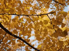 -重庆市江北嘴中央商务区中央公园