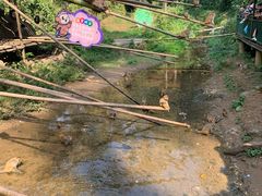 -西双版纳原始森林公园