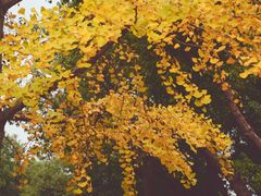 -昆山城市生态森林公园