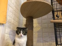 -平行世界·猫咖(首经贸店)