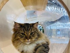 -COLOR PETS 撸猫馆·购猫·猫咖(长风大悦城店)