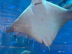 -亚特兰蒂斯•OSSIANO奥西亚诺海底餐厅