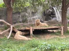 -北京野生动物园