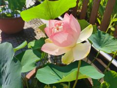 -莲花池公园