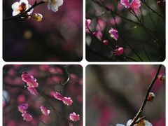 -梅花山(明孝陵内)