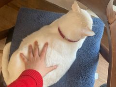 -有猫主题·治愈系猫咖(曾厝垵店)