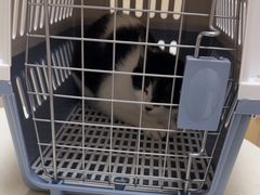 -安安宠医宠物医院·异宠·犬猫内科(岳阳分院)