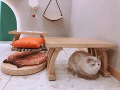 -飞行喵MR PILOT|猫舍·猫咖(静安大融城店)