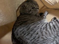 -小叮当动物医院·骨科·眼科