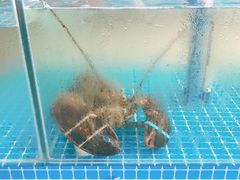 -蓝珊甄选海鲜自助·火锅大排档(近阿那亚店)
