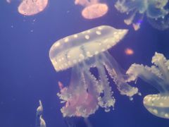 -江和美海洋公园