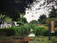 -神仙树公园
