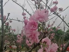 -天适樱花悠乐园