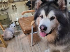 -李小姐の猫咖啡馆(五角场店)