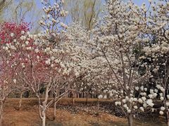 -北京首都机场希尔顿酒店