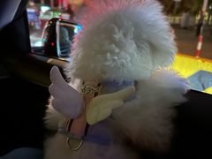 -翊宠yipet猫狗购宠庄园犬舍•猫舍