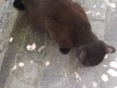 -喵屿·大理花园猫咖