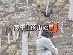 -莫子山公园