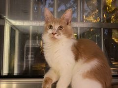 -猫大福·Fortune Cat猫舍(百子湾店)