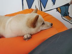 -南京Hallo宠物乐园·哈罗犬舍·柴犬繁育基地
