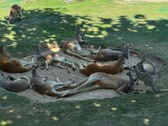 -西霞口神雕山野生动物世界