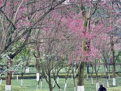 -龙头寺公园