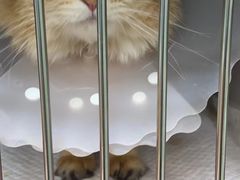 -美联众合动物医院·24h京西诊疗中心