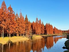 -黄海国家森林公园