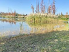 -白鹭湾湿地公园