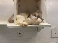 -喵喵咪呀布偶猫咖(春熙路店)