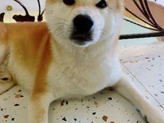 -喜柴咖啡·柴犬狗咖