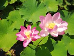 -万源龙顺度假庄园生态观光园