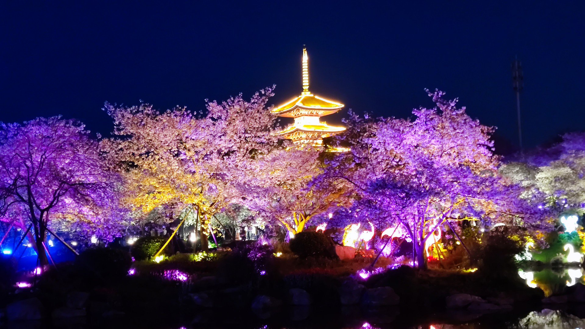 富士山下的樱花夜景图片