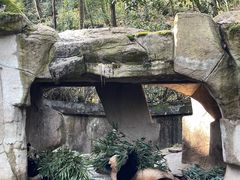 -中国大熊猫保护研究中心雅安碧峰峡基地