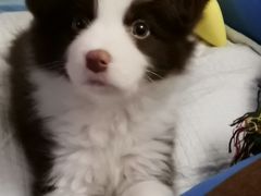 -翊宠yipet猫狗购宠庄园犬舍•猫舍