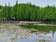 -白鹭湾湿地公园