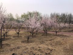 -马家湾湿地公园