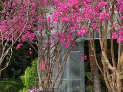 -深圳仙湖植物园