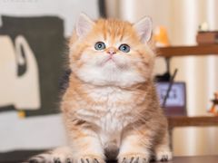 -小猫来了·猫舍(红山六九七九店)