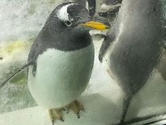 -大连圣亚海洋世界