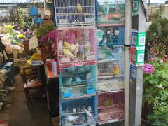 -曲阳花鸟市场(曲阳路店)