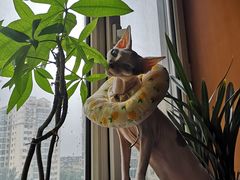 -萌兽医馆·绝育·24小时内科·宠物医院(德胜店)
