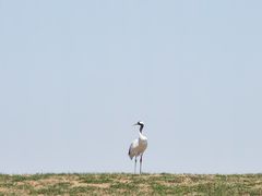 -黑龙江扎龙生态旅游区