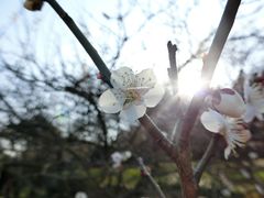 -香雪海