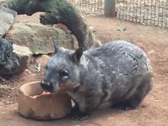 -费瑟代尔野生动物园