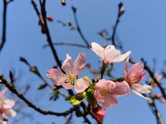 -天适樱花悠乐园