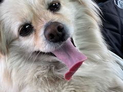 -FAELING PETS美天灵宠物(富力广场店)