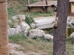 -石家庄市动物园